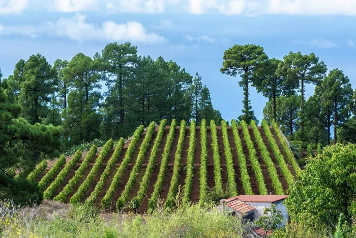 Framed Print : Spain, Canary Islands, La Palma, Piedra Jurada, Vineyard of the Perdomo winery