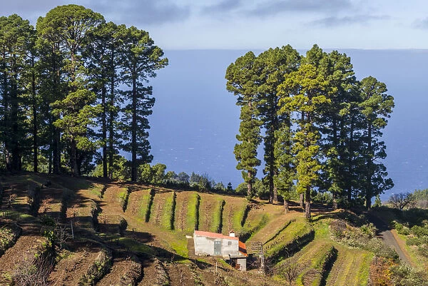 Spain, Canary Islands, La Palma Island, Fuente Grande, winery building