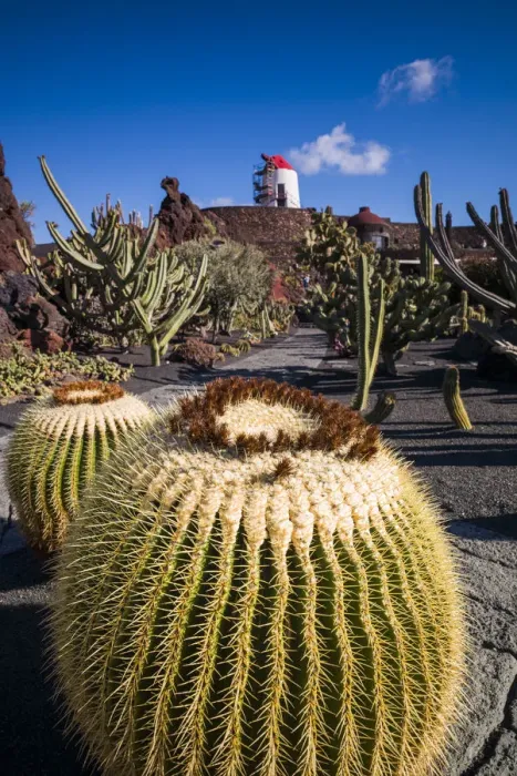 Framed Print : Spain, Canary Islands, Lanzarote, Guatiza, Jardin de Cactus, botanical park designed Framed Print : Spain, Canary Islands, Lanzarote, Guatiza, Jardin de Cactus, botanical park designed