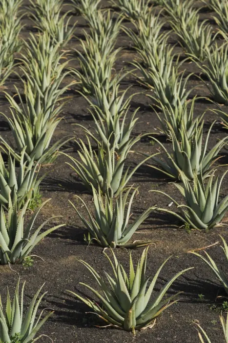 Framed Print : Spain, Canary Islands, Lanzarote, El Capitan, aloe plantation Framed Print : Spain, Canary Islands, Lanzarote, El Capitan, aloe plantation