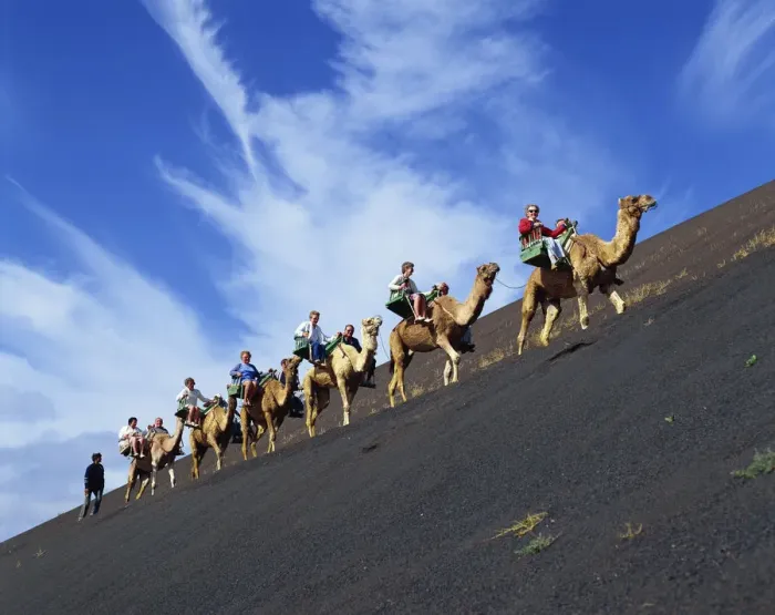 Framed Print : Spain, Canary Islands, Lanzarote, Timanfaya National Park, Tourists Camel Riding Framed Print : Spain, Canary Islands, Lanzarote, Timanfaya National Park, Tourists Camel Riding