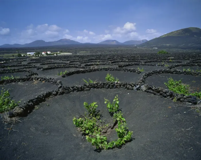 Framed Print : Spain, Canary Islands, Lanzarote, Grape Vines, Vineyard, Vineyards, Vine, Vines Framed Print : Spain, Canary Islands, Lanzarote, Grape Vines, Vineyard, Vineyards, Vine, Vines