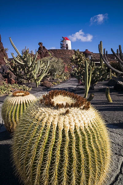 Spain, Canary Islands, Lanzarote, Guatiza, Jardin de Cactus, botanical park designed