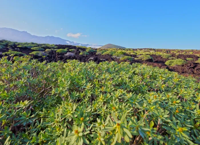 Framed Print : Spain, Canary Islands, Tenerife, Puertito de Guimar, Green Malpais de Guimar during Framed Print : Spain, Canary Islands, Tenerife, Puertito de Guimar, Green Malpais de Guimar during