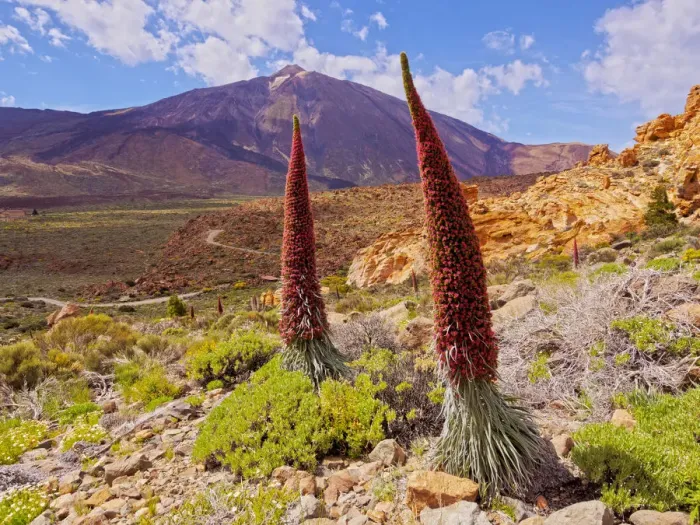 Framed Print : Spain, Canary Islands, Tenerife, Teide National Park, View of the Endemic Plant Tajinaste Framed Print : Spain, Canary Islands, Tenerife, Teide National Park, View of the Endemic Plant Tajinaste
