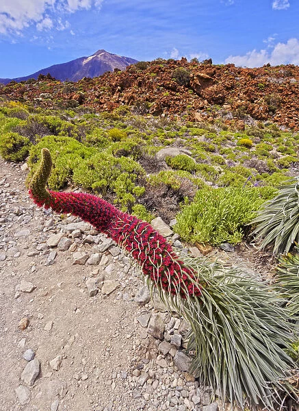 Spain, Canary Islands, Tenerife, Teide National Park, View of the Endemic Plant Tajinaste