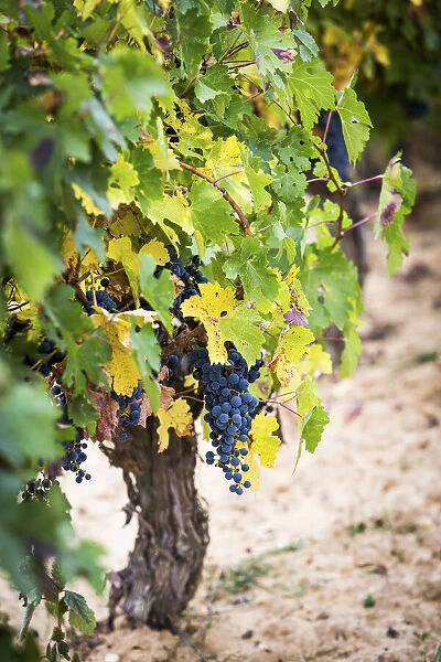 Spain, Castile and Leon, Burgos, Aranda del Duero, Tempranillo grapes in Torremilanos winery