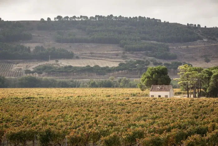 Framed Print : Spain, Castile and Leon, Valladolid, Curiel de Duero, Vineyards in the Legaris winery Framed Print : Spain, Castile and Leon, Valladolid, Curiel de Duero, Vineyards in the Legaris winery