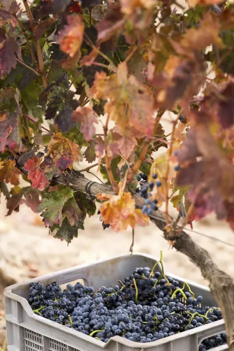 Framed Print : Spain, Castile and Leon, Valladolid, Valbuena de Duero, Tempranillo grapes in a box during harvest Framed Print : Spain, Castile and Leon, Valladolid, Valbuena de Duero, Tempranillo grapes in a box during harvest