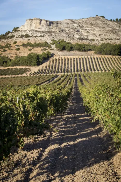 Framed Print : Spain, Castile and Leon, Valladolid, Penafiel, Vineyards landscape around Penafiel Framed Print : Spain, Castile and Leon, Valladolid, Penafiel, Vineyards landscape around Penafiel