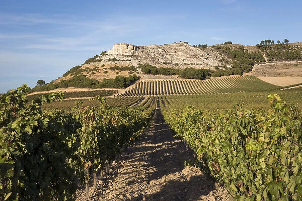 Spain, Castile and Leon, Valladolid, Penafiel, Vineyards landscape around Penafiel