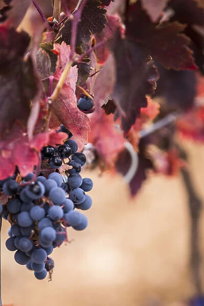 Spain, Castile and Leon, Valladolid, Pesquera de Duero, Tempranillo grape in the Emilio Moro vineyards