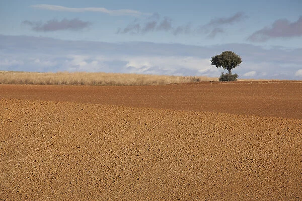 Spain, Castilla y Leon Region, Zamora Province, Benavente, farm field in autumn