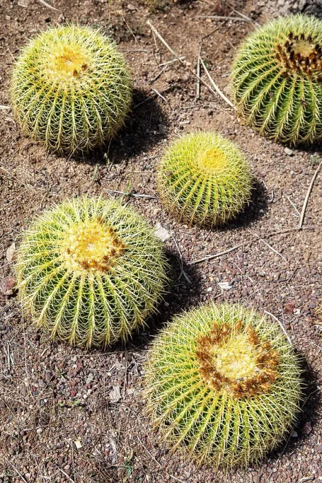 Framed Print : Spain, Catalonia, Barcelona, Mossen Costa i Llobera garden, Various species of cactus Framed Print : Spain, Catalonia, Barcelona, Mossen Costa i Llobera garden, Various species of cactus