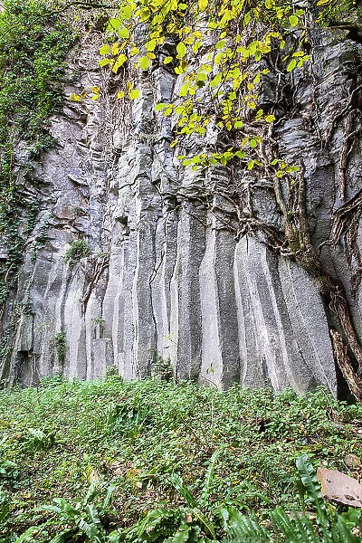 Spain, Catalonia, Olot, Basaltic rocks at Cingles de Fontfreda