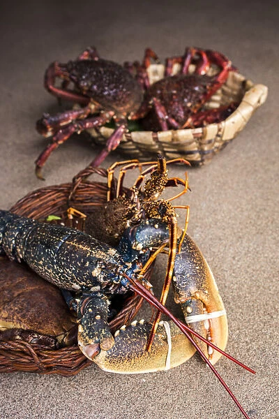 Spain, Galicia, Costa da Morte, Malpica, Lobsters and spider crabs at Pescaderia Mar Viva