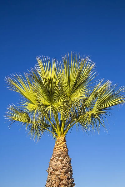 Spain, La Linea, Palm tree