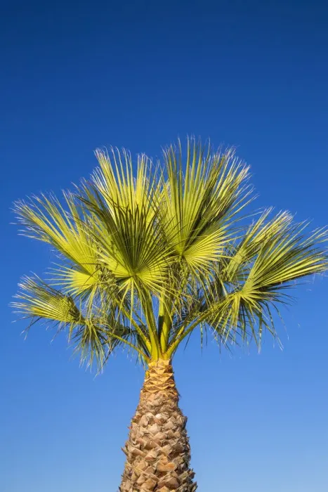 Framed Print : Spain, La Linea, Palm tree Framed Print : Spain, La Linea, Palm tree