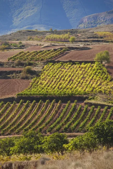 Framed Print : Spain, La Rioja Region, La Rioja Province, Bobadilla, vineyards
