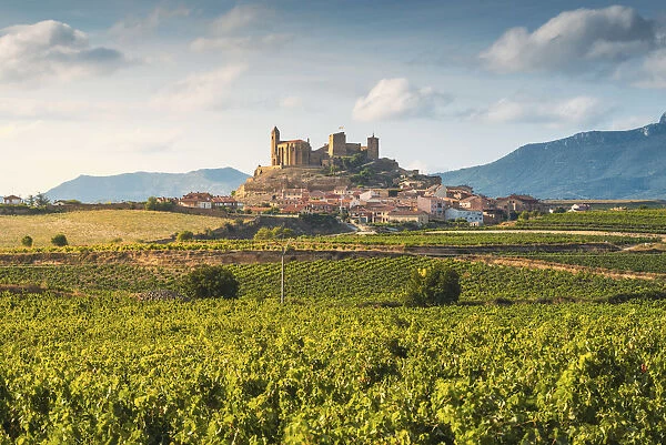 Spain, La Rioja, San Vicente de la Sonsierra. Lush vineyards in summer
