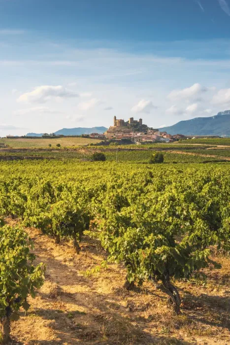 Framed Print : Spain, La Rioja, San Vicente de la Sonsierra. Lush vineyards in summer Framed Print : Spain, La Rioja, San Vicente de la Sonsierra. Lush vineyards in summer