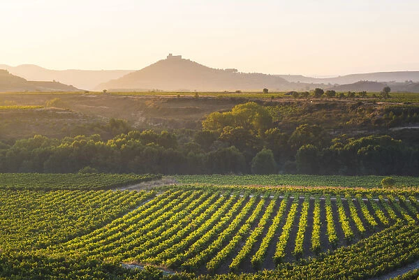 Spain, La Rioja. Vineyards at sunrise and Davalillo Castle in the background