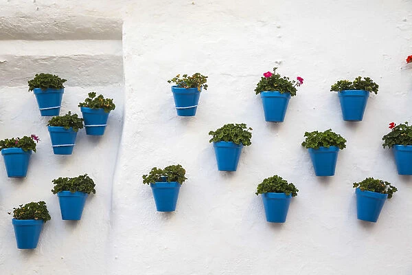 Spain, Marbella, Old town, Plants on whitewashed wall