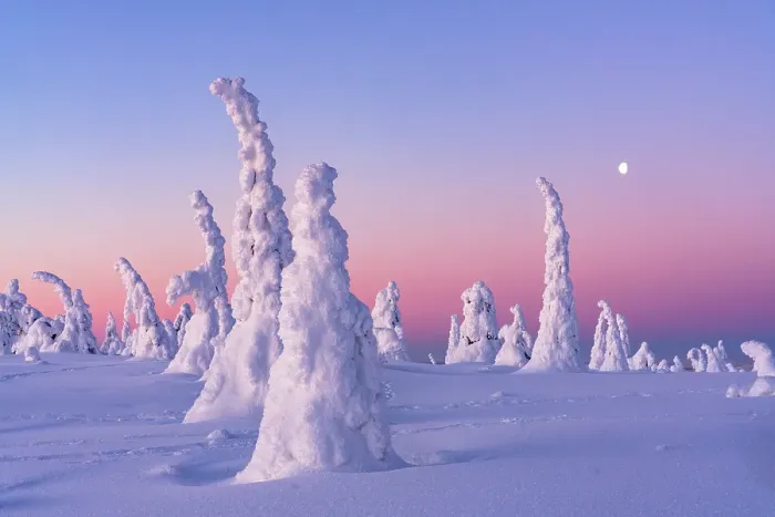 Framed Print : Sparse frozen trees wrapped in snow under a romantic sky at sunrise, Riisitunturi National Park, Posio, Lapland, Finland Framed Print : Sparse frozen trees wrapped in snow under a romantic sky at sunrise, Riisitunturi National Park, Posio, Lapland, Finland