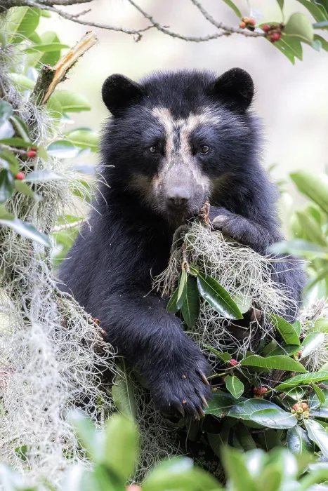Framed Print : spectacled bear (Tremarctos ornatus) in Northern Ecuador, Ibarra province Framed Print : spectacled bear (Tremarctos ornatus) in Northern Ecuador, Ibarra province