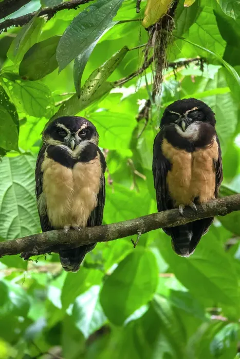 Framed Print : Spectacled owl (Pulsatrix perspicillata), Limon, Costa Rica Framed Print : Spectacled owl (Pulsatrix perspicillata), Limon, Costa Rica