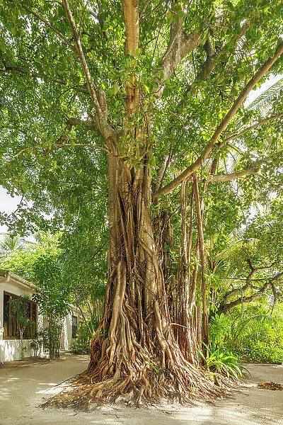 Spectacular Banyan Tree on an island in the North Ari Atoll, the Maldives