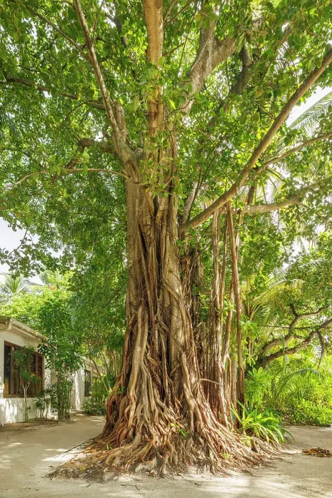 Framed Print : Spectacular Banyan Tree on an island in the North Ari Atoll, the Maldives Framed Print : Spectacular Banyan Tree on an island in the North Ari Atoll, the Maldives