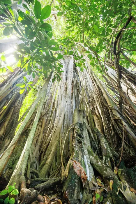 Framed Print : Spectacular Banyan Tree on an island in the North Ari Atoll, the Maldives Framed Print : Spectacular Banyan Tree on an island in the North Ari Atoll, the Maldives