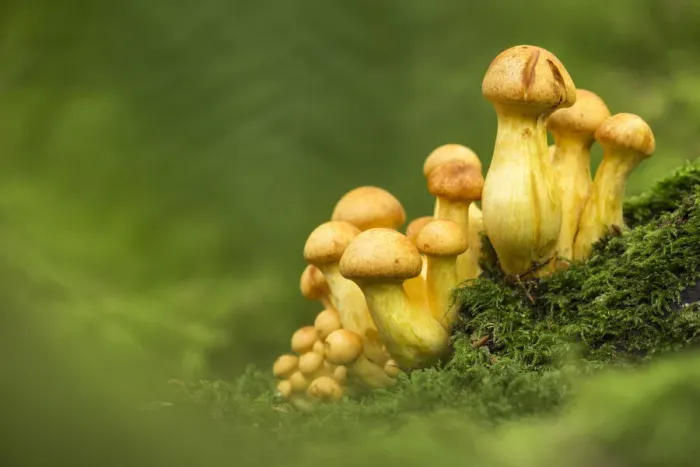 Framed Print : Spectacular rustgill (Gymnopilus junonius), New Forest National Park, Hampshire, England Framed Print : Spectacular rustgill (Gymnopilus junonius), New Forest National Park, Hampshire, England
