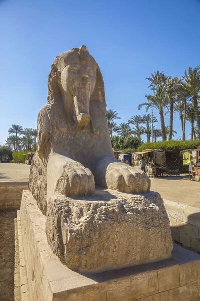 Sphinx at Memphis (capital of Ancient Egypt), Nr. Cairo, Egypt