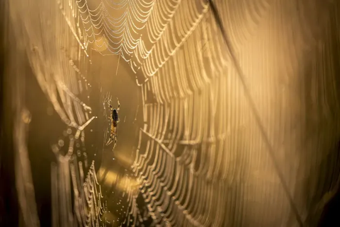 Framed Print : Spider on dew dropped web, Moremi Game Reserve, Okavango Delta, Botswana Framed Print : Spider on dew dropped web, Moremi Game Reserve, Okavango Delta, Botswana