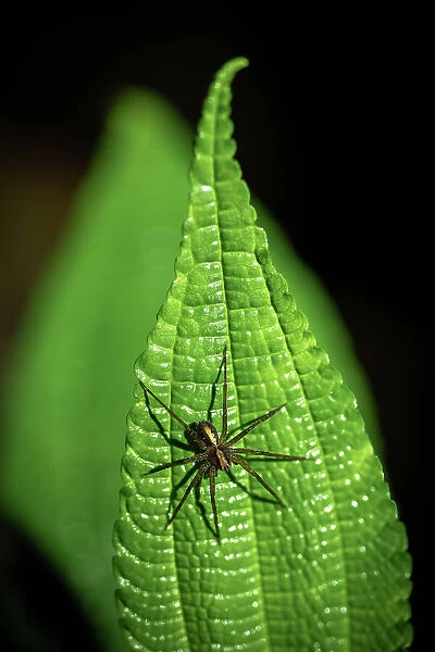 Spider, Mashpi Lodge, Reserva Mashpi Amagusa, Pichincha, Ecuador