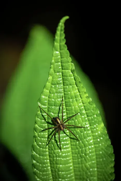 Framed Print : Spider, Mashpi Lodge, Reserva Mashpi Amagusa, Pichincha, Ecuador Framed Print : Spider, Mashpi Lodge, Reserva Mashpi Amagusa, Pichincha, Ecuador