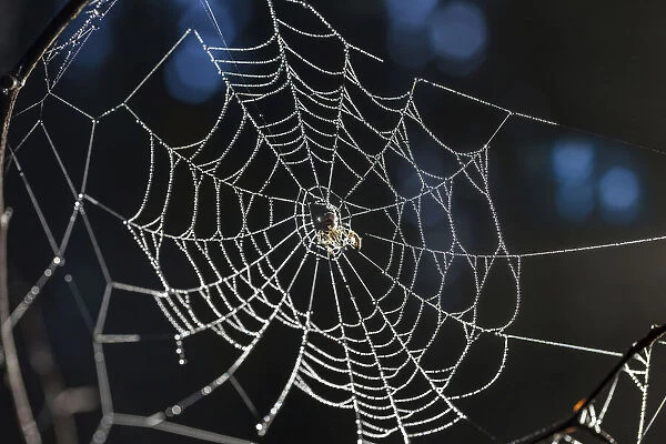 Spider web with morning dew in the Rheingau-Taunus Nature Park above Engenhahn