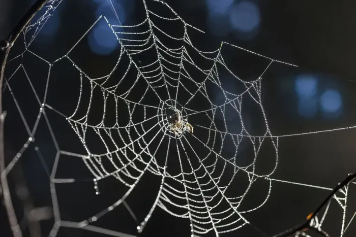 Framed Print : Spider web with morning dew in the Rheingau-Taunus Nature Park above Engenhahn Framed Print : Spider web with morning dew in the Rheingau-Taunus Nature Park above Engenhahn