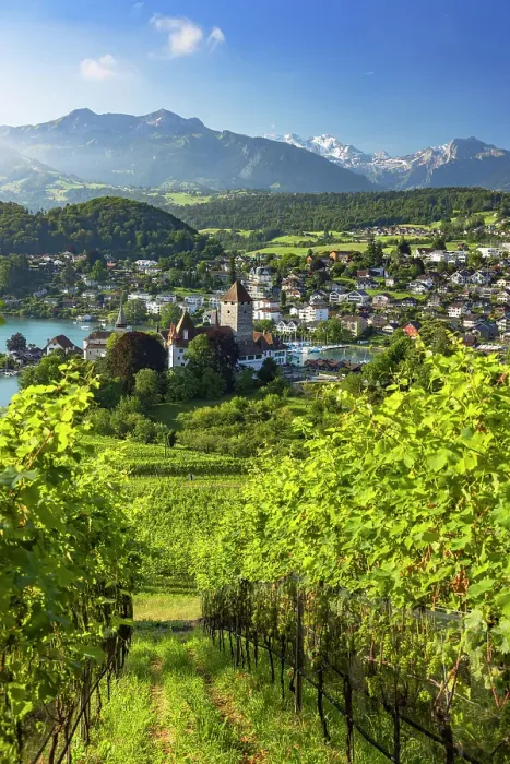 Framed Print : Spiez Castle and vineyards, Spiez, Canton of Bern, Switzerland Framed Print : Spiez Castle and vineyards, Spiez, Canton of Bern, Switzerland
