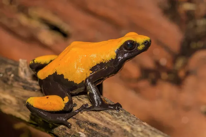 Framed Print : Splashback Poison Frog (Adelobates galactonotus) - captive bred Framed Print : Splashback Poison Frog (Adelobates galactonotus) - captive bred