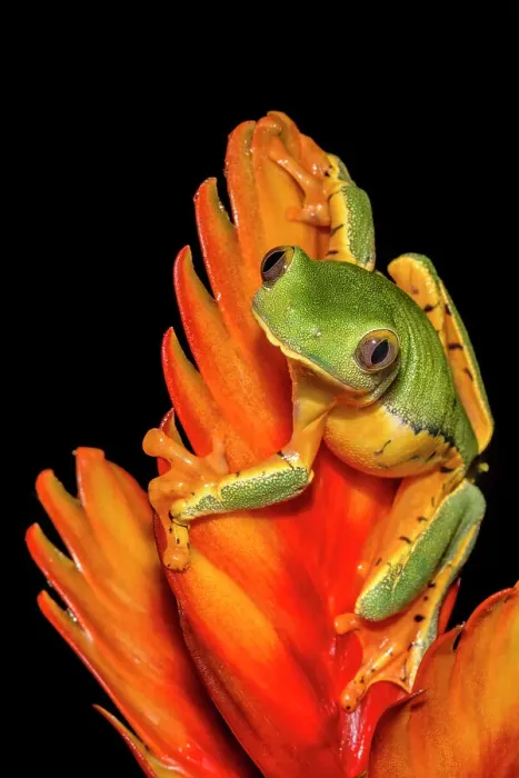 Framed Print : Splendid Leaf Frog (Cruziohyla calcarifer) - captive bred, Ontario, Canada Framed Print : Splendid Leaf Frog (Cruziohyla calcarifer) - captive bred, Ontario, Canada