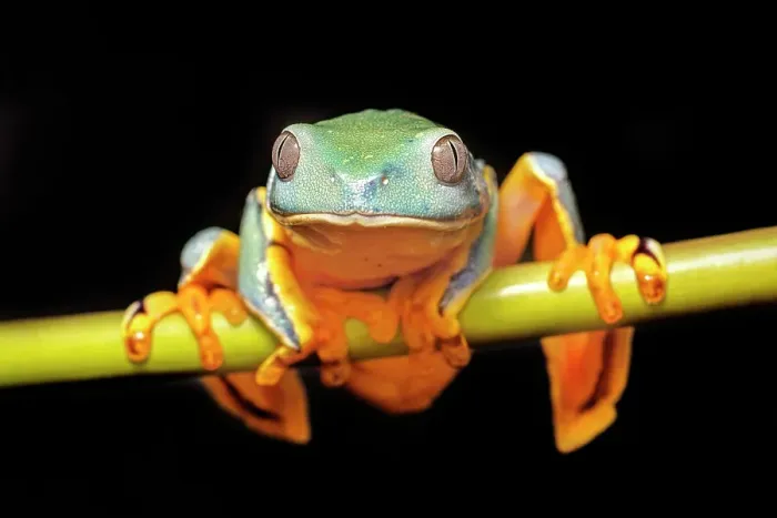 Framed Print : Splendid Leaf Frog (Cruziohyla calcarifer) - captive bred, Ontario, Canada Framed Print : Splendid Leaf Frog (Cruziohyla calcarifer) - captive bred, Ontario, Canada