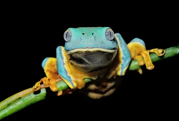 Framed Print : Splendid Leaf Frog (Cruziohyla calcarifer) - captive bred, Ontario, Canada Framed Print : Splendid Leaf Frog (Cruziohyla calcarifer) - captive bred, Ontario, Canada