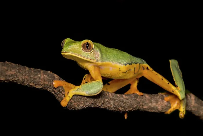 Framed Print : Splendid Leaf Frog (Cruziohyla craspedopus) - captive bred Framed Print : Splendid Leaf Frog (Cruziohyla craspedopus) - captive bred