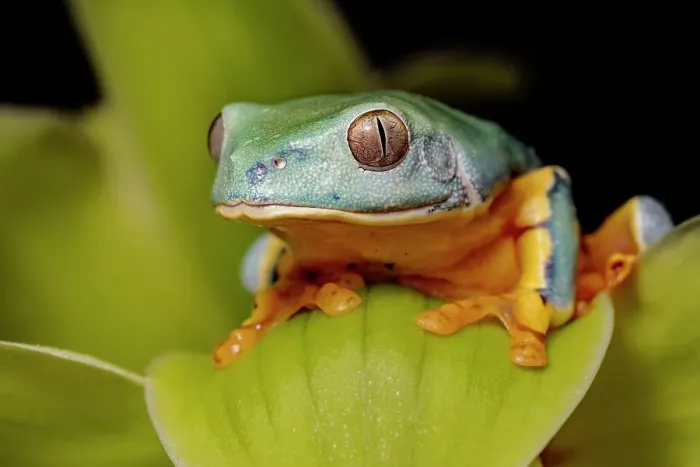 Framed Print : Splendid Leaf Frog (Cruziohyla craspedopus) - captive bred Framed Print : Splendid Leaf Frog (Cruziohyla craspedopus) - captive bred
