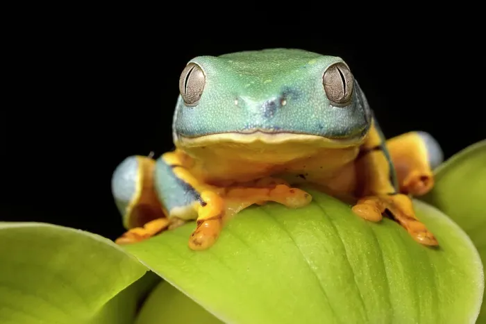 Framed Print : Splendid Leaf Frog (Cruziohyla craspedopus) - captive bred Framed Print : Splendid Leaf Frog (Cruziohyla craspedopus) - captive bred