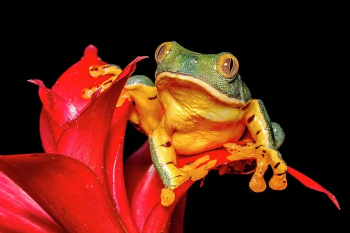 Framed Print : Splendid Leaf Frog (Cruziohyla craspedopus) - captive bred Framed Print : Splendid Leaf Frog (Cruziohyla craspedopus) - captive bred