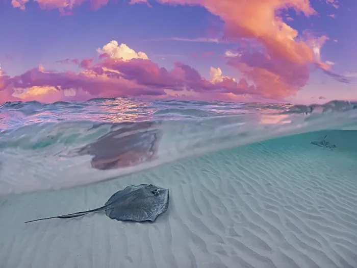 Framed Print : Split image of Southern Stingray (Hypanus americanus) at Stingray City in North Sound at sunset, Grand Cayman, Cayman Islands, British West Indies Framed Print : Split image of Southern Stingray (Hypanus americanus) at Stingray City in North Sound at sunset, Grand Cayman, Cayman Islands, British West Indies